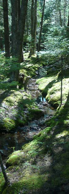 Stream (photo by Chip Lary)
