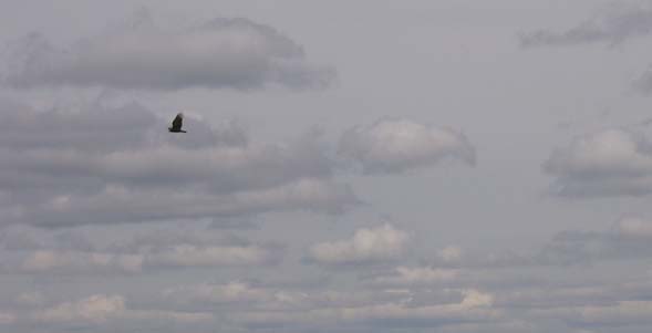 Sky and bird (photo by Mark Malnati)