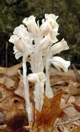 Indian pipes at Manchester Cedar Swamp (photo by Ben Kimball for the NH Natural Heritage Bureau)