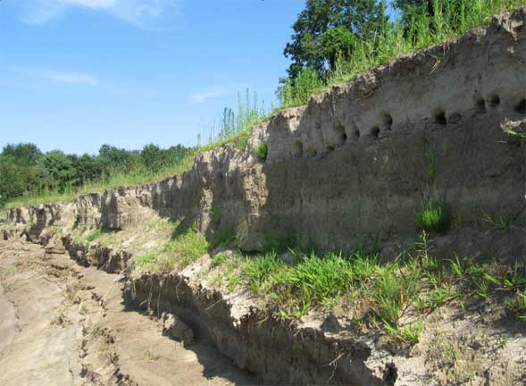 Bank swallow nests along the Merrimack River (photo by Raymond Gilbert)