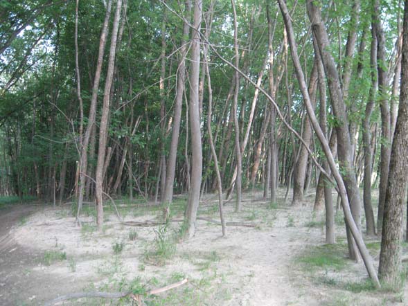 Floodplain (photo by Raymond Gilbert)