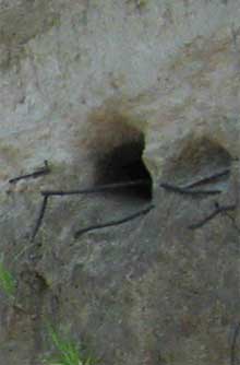 Bank swallow nests along the Merrimack River (photo by Raymond Gilbert)