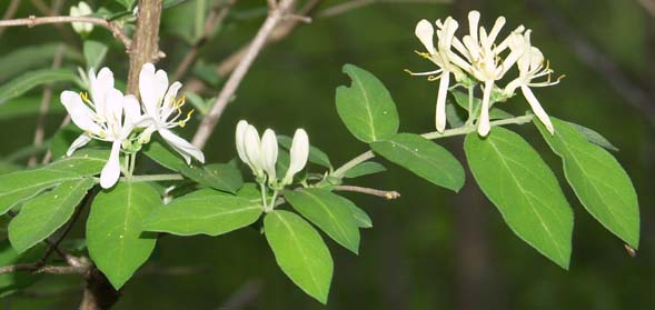 Morrow's honeysuckle (photo by Webmaster)