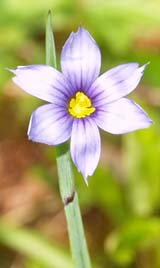 Blue-eyed grass (photo by Webmaster)