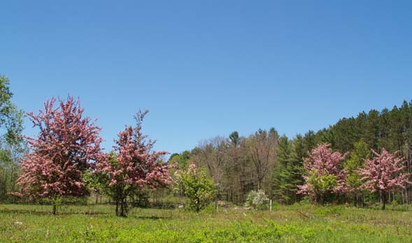 Crabapple trees near the memorial benches (photo by Webmaster)