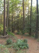 Nehantic/Pachaug Crossover trail through White Pine Forest (photo by Webmaster)