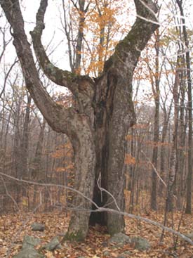 Hollowed out tree on Parker Trail (photo by Webmaster)