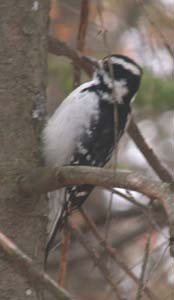 Hairy woodpecker along Parker Trail (photo by Webmaster)