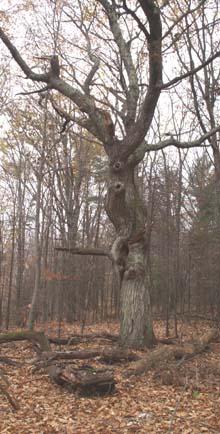 Twisted, spooky tree on Parker Trail (photo by Webmaster)