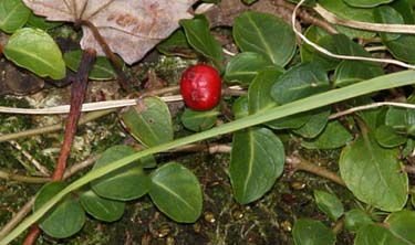 Partridgeberry along Parker Trail (photo by Webmaster)