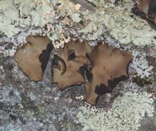 Lichen along Cliff Walk (photo by Webmaster)