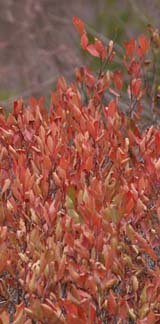 Shrub leaves at a lookout point on Cliff Walk (photo by Webmaster)
