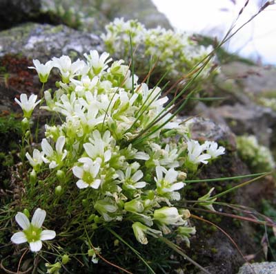 Mountain sandwort (photo by Mark Malnati)