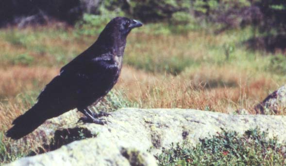 Raven on Mt. Moosilauke's summit (photo by Webmaster)