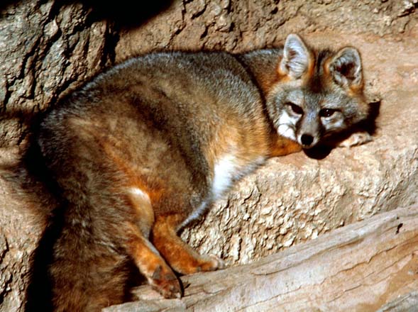 Gray fox on rock (photo courtesy of Illinois Department of Natural Resources)