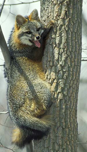 Gray fox in a tree (photo courtesy of Illinois Department of Natural Resources)