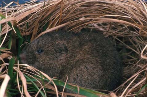 Meadow vole