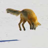 Fox pouncing on meadow vole below the snow