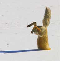 Fox pouncing on meadow vole below the snow