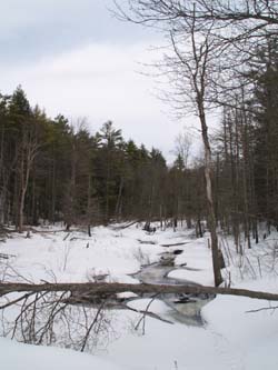 Wetlands along Dashing Down Road (photo by Webmaster)