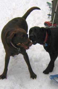 Quincy and Tessa sharing a stick (photo by Mark Malnati)