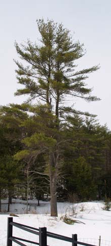 White pine near the dam on Meadow Lake (photo by Webmaster)