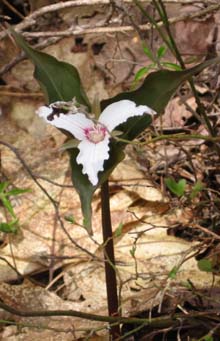 Painted Trillium (photo by Dennis Marchand)