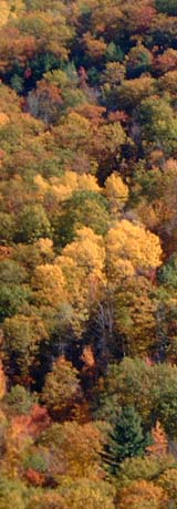 Fall Foliage (photo by Chip Lary)