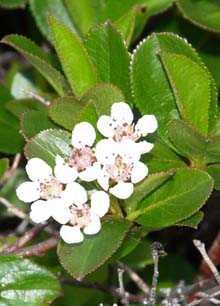 Chokeberry on Pemetic Mountain (photo by Webmaster)