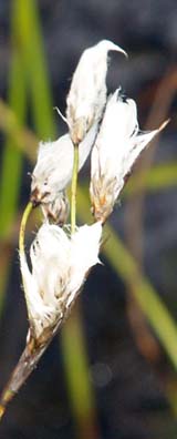 Cotton sedge buds (photo by Webmaster)