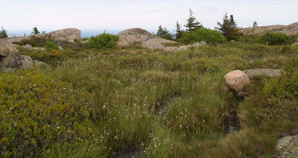 Boggy area near the summit of Pemetic Mountain (photo by Webmaster)