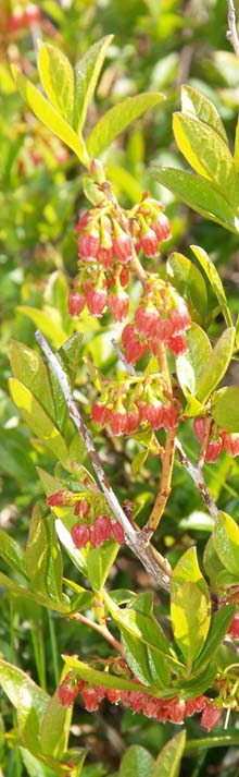 Black huckleberry shrub on Pemetic Mountain (photo by Webmaster)