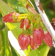 Black huckleberry blooms (photo by Webmaster)