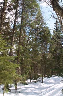 Crawford Path (photo by Webmaster)