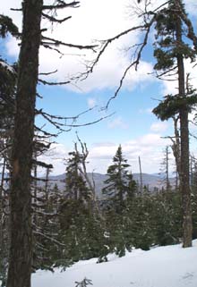 View from Crawford Path on the way up to Mt. Pierce (photo by Webmaster)