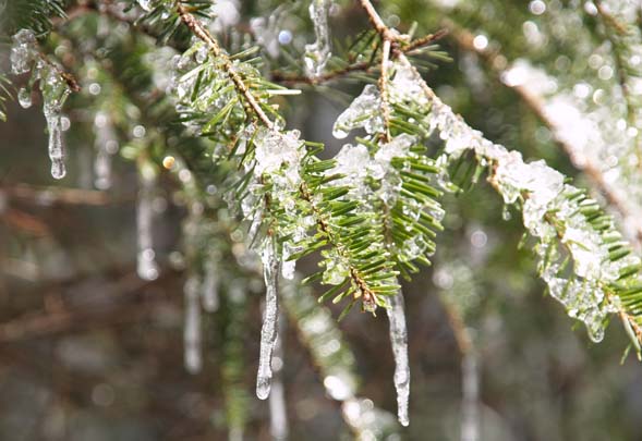 Little icicles dangling from the tree branches (photo by Webmaster)