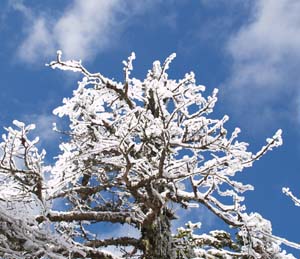 Ice-covered tree along Crawford Path (photo by Webmaster)