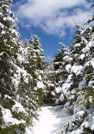Snow-covered trees and blue skies on Crawford Path (photo by Webmaster)