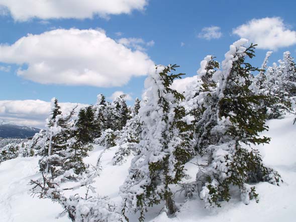 Snow splattered on the north-facing sides of scrub on Mount Pierce (photo by Webmaster)