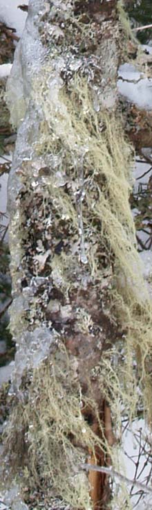 Lichen-covered tree trunk on Webster Cliff Trail (photo by Webmaster)