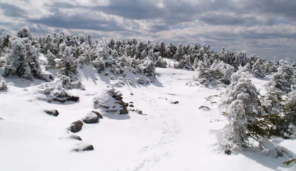 Webster Cliff Trail winding through the scrub (photo by Webmaster)
