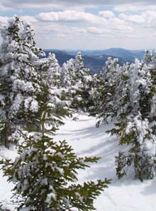 Webster Cliff Trail (photo by Webmaster)
