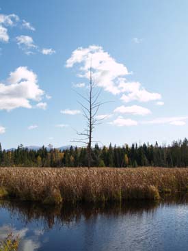 Wetlands along the Presidential Range Rail Trail (photo by Webmaster)