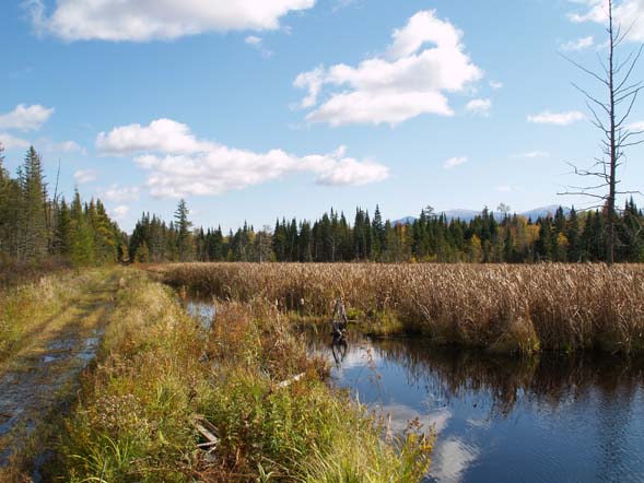 Wetlands along the Presidential Range Rail Trail (photo by Webmaster)