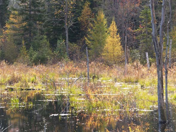 Wetlands along the Presidential Range Rail Trail (photo by Webmaster)