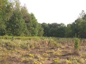 Meadow near start of loops (photo by Webmaster)