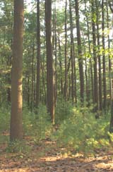 White pines on Orange Trail (photo by Webmaster)