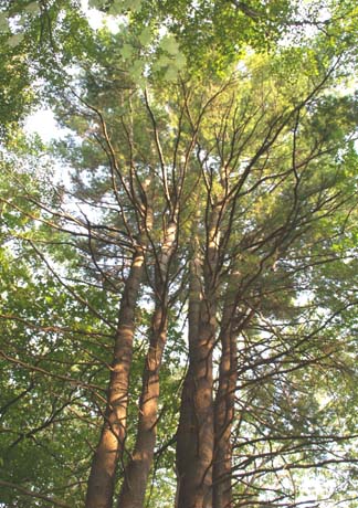 White pines (photo by Webmaster)