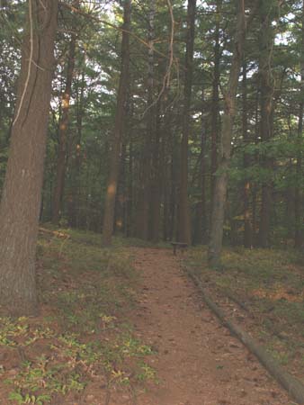Bench along the Blue Trail in the shade of white pines (photo by Webmaster)