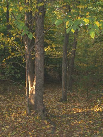 Yellow and green leaves on the Yellow Trail (photo by Webmaster)